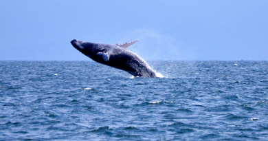 Сезон наблюдения за китами в Доминикане начинается со строгого санитарного протокола